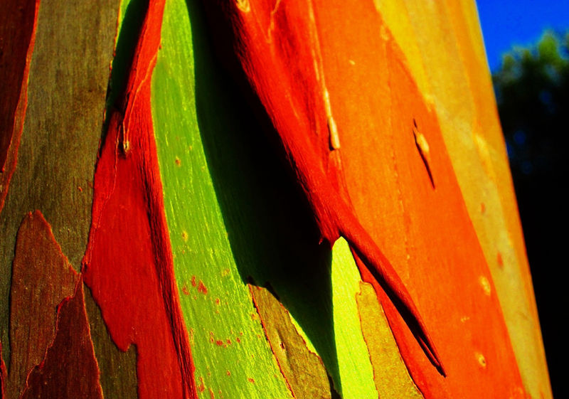 8個與眾不同的森林，像來自外星球--置頂表情