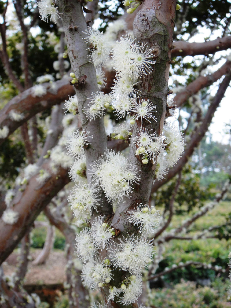 8個與眾不同的森林，像來自外星球--置頂表情